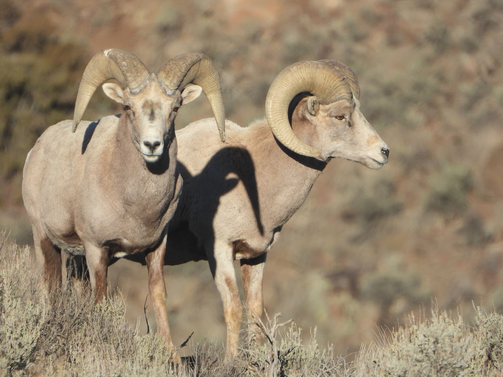 Nevada State Animal