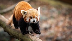 Top 5 Most Endangered Animals in India.