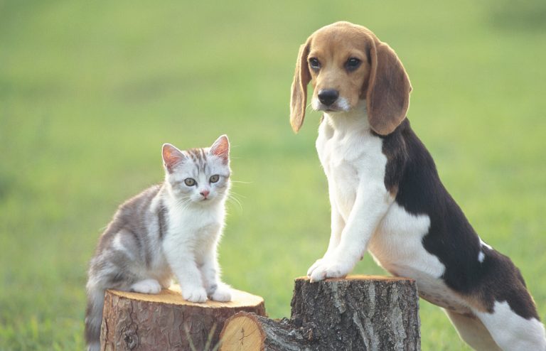 Are Dogs Better than Cats?|The Best Pet for Your Lifestyle: